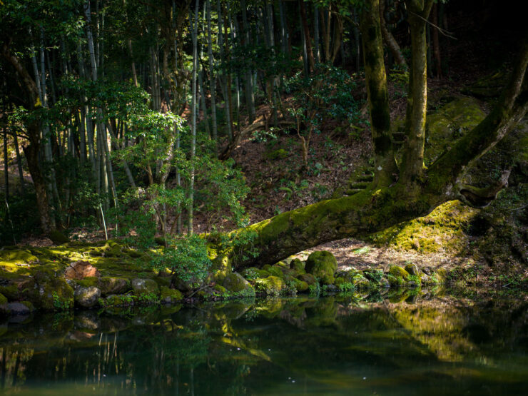 Serene Japanese forest temple mirrored in tranquil pond