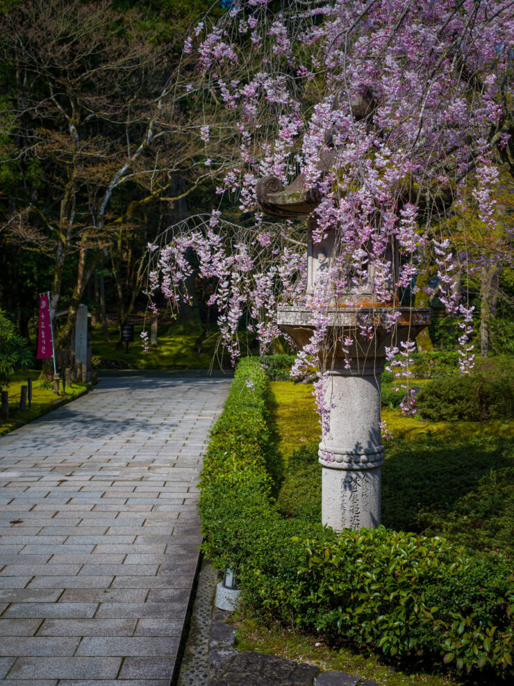 Wisteria-Draped Path at Natadera Temple, Serene Japan.