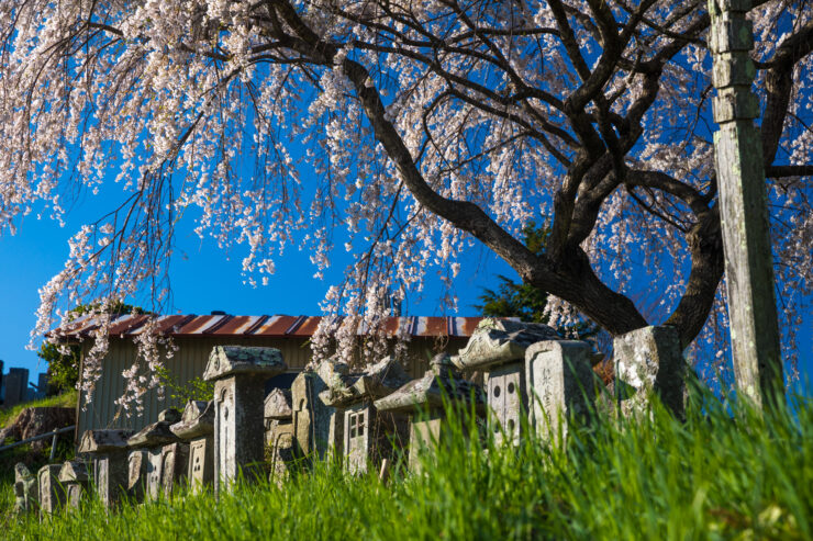 Miharus ancient cherry tree: Japans floral spectacle.