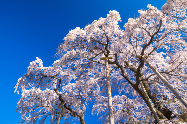 Stunning ancient Japanese cherry tree cascade.