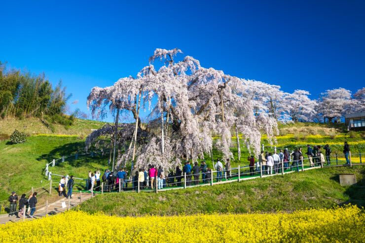 Ancient weeping cherry tree marvel in Fukushima