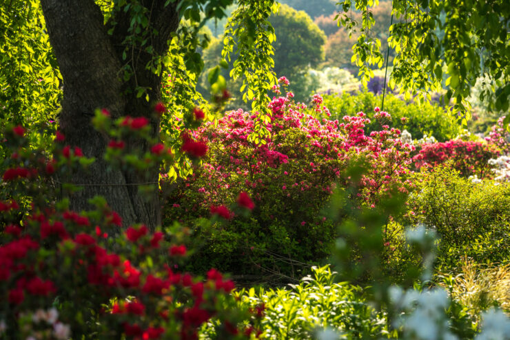 Tranquil red flowers in lush Ashikaga Flower Park, creating a captivating scene of natural beauty.