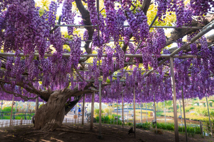Enchanting Wisteria Wonderland in Japan - Vibrant purple blooms cascade like a waterfall.