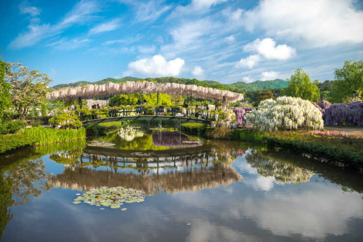 Ashikagas Enchanting Wisteria Haven, Japans Floral Gem