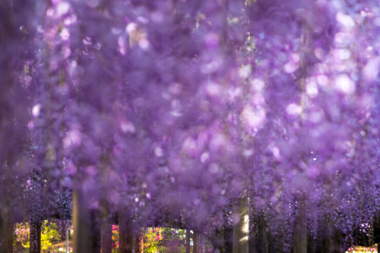Enchanting Wisteria Wonderland at Japans Ashikaga Flower Park