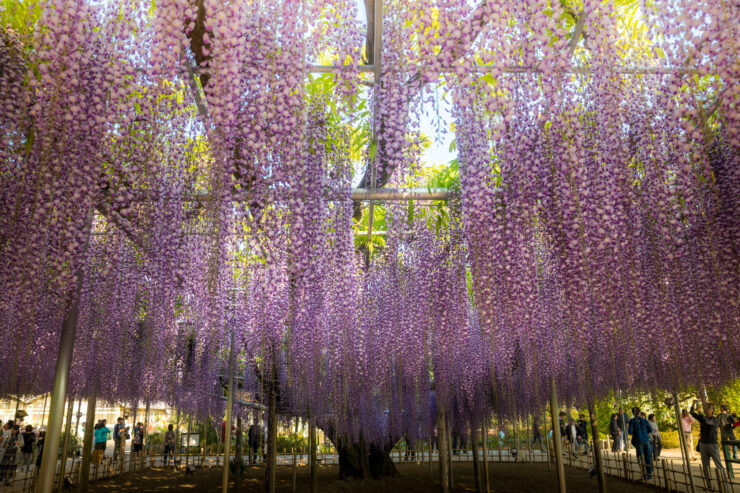 Stunning Wisteria Blooms at Ashikaga Flower Park.