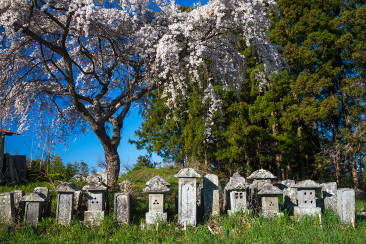 Breathtaking ancient weeping cherry tree blooms, graveyard serenity.