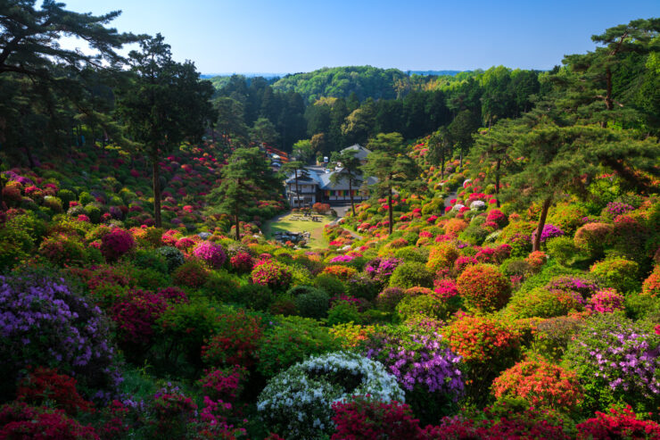 Serene Japanese Azalea Garden Temple Oasis
