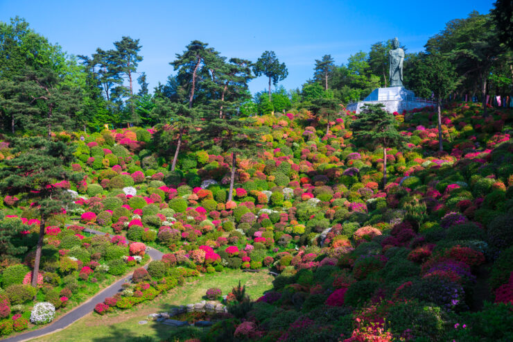Serene Hydrangea Garden at Ancient Japanese Temple