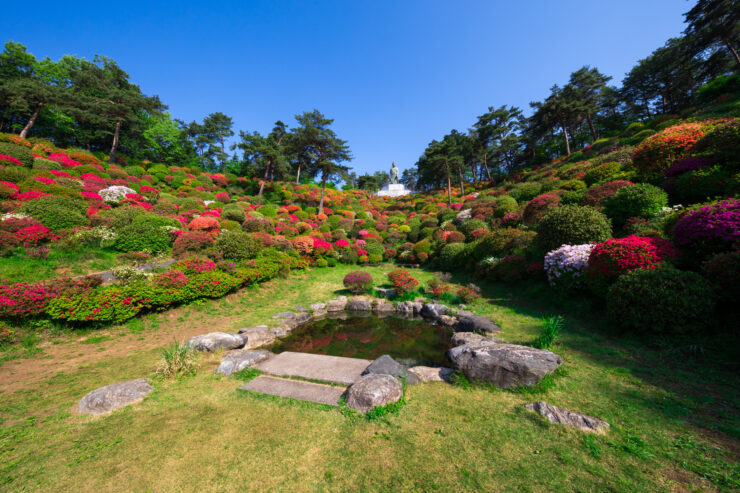 Ancient azalea-adorned Buddhist temple garden scenery