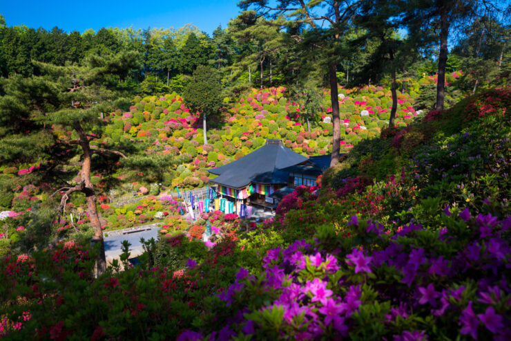 Azalea-Adorned Buddhist Temple in Vibrant Japanese Landscape