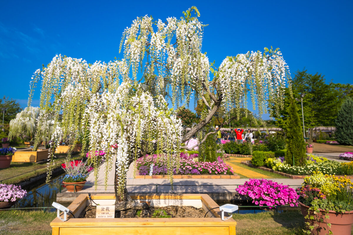 Ashikaga Wisteria Garden: Ethereal Floral Haven