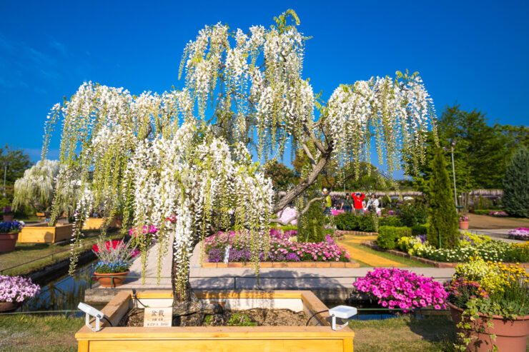 Ashikaga Wisteria Garden: Ethereal Floral Haven
