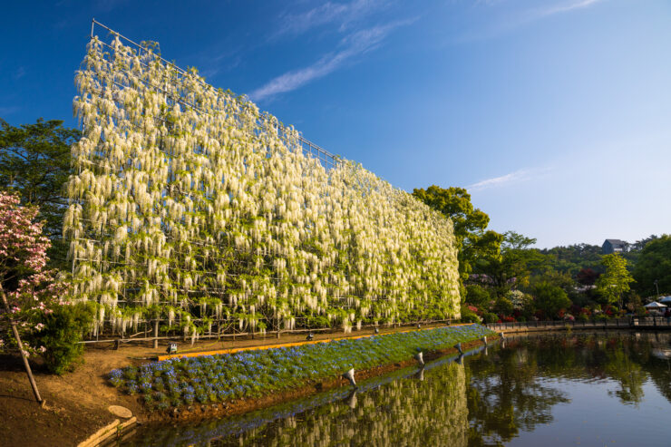 Stunning Japanese wisteria garden at Ashikaga Flower Park.