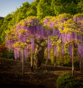 Magnificent cascading wisteria at Ashikaga Flower Park, Japan.