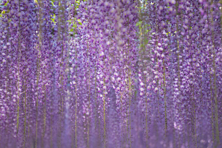 Enchanting Wisteria Wonderland at Ashikaga Flower Park: Mesmerizing display of cascading purple blossoms.