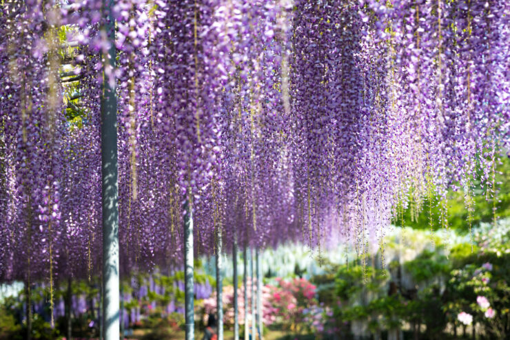 Enchanting purple wisteria canopy in Japans Ashikaga Flower Park.