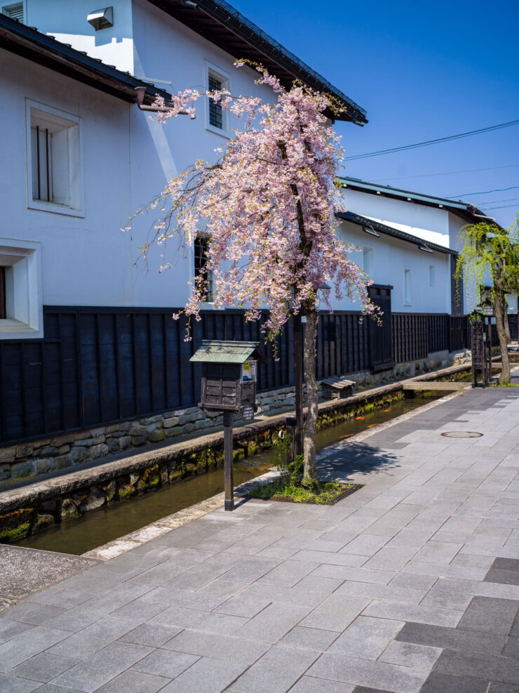Charming Japanese Street Cherry Blossoms Spring Scene