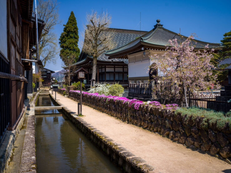 Historic Japanese canal town blossoms beautifully.