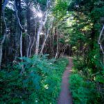 Primeval forest path, Rishiri Island, Japan