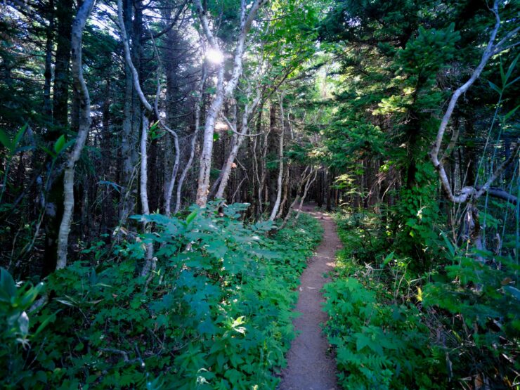 Primeval forest path, Rishiri Island, Japan