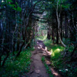 Enchanting Rishiri Island forest trail, Japan