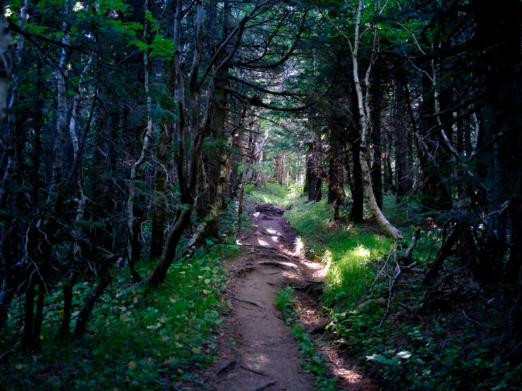 Enchanting Rishiri Island forest trail, Japan