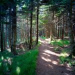 Tranquil forest trail on Rishiri, remote Japanese island.
