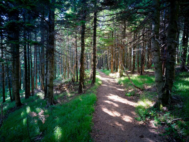 Tranquil forest trail on Rishiri, remote Japanese island.