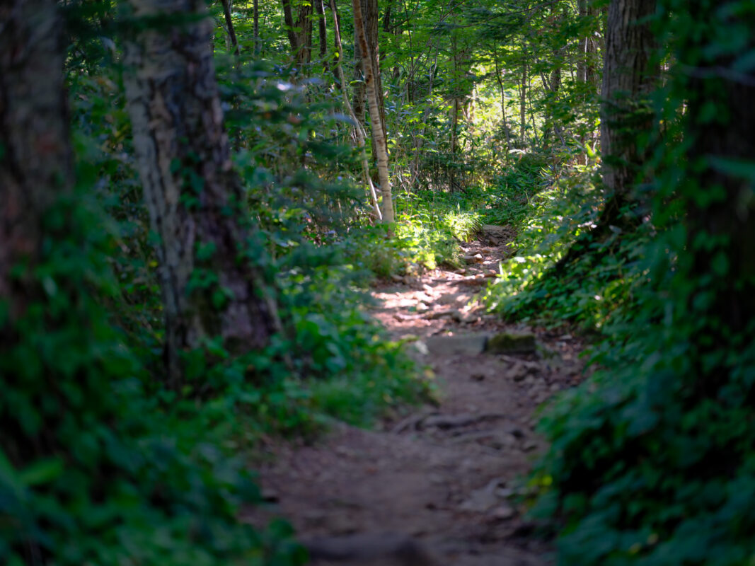 Enchanting Rishiri Island forest trail, Japan