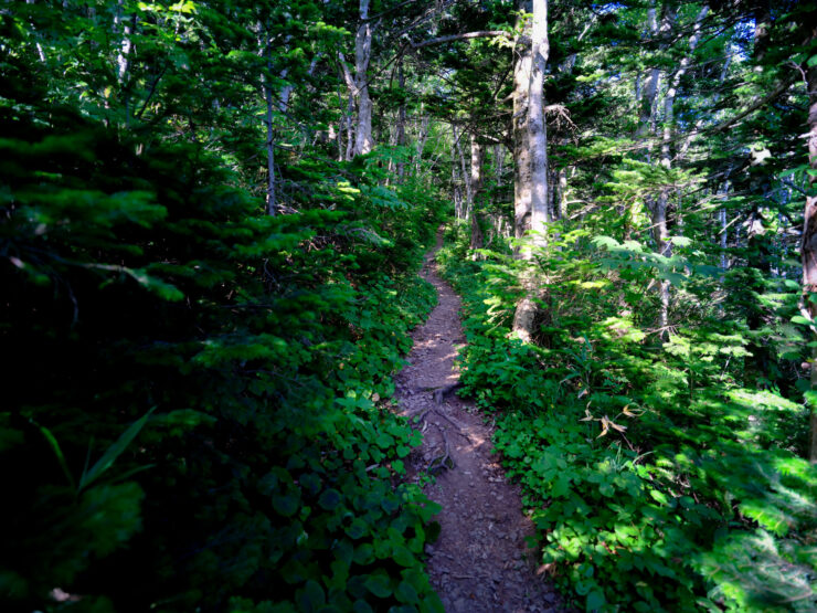 Lush forest trail on Rishiri Island, Japan