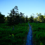 Serene Rishiri Island Walkway, Lush Nature Paradise