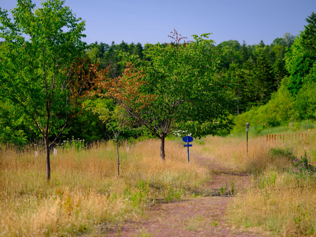 Serene Canadian meadow path through autumn trees, showcasing changing seasons.