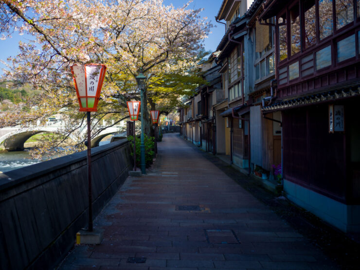 Charming Kanazawa Cherry Blossom Street Scene