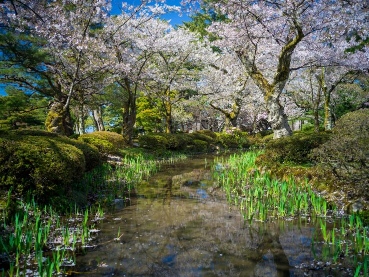 Kenrokuen, Kanazawas scenic Japanese garden with cherry blossoms.