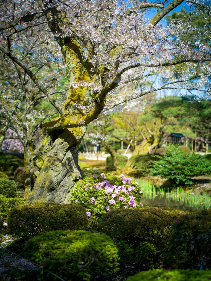 Kanazawas Kenrokuen Garden: Ancient Blooming Beauty