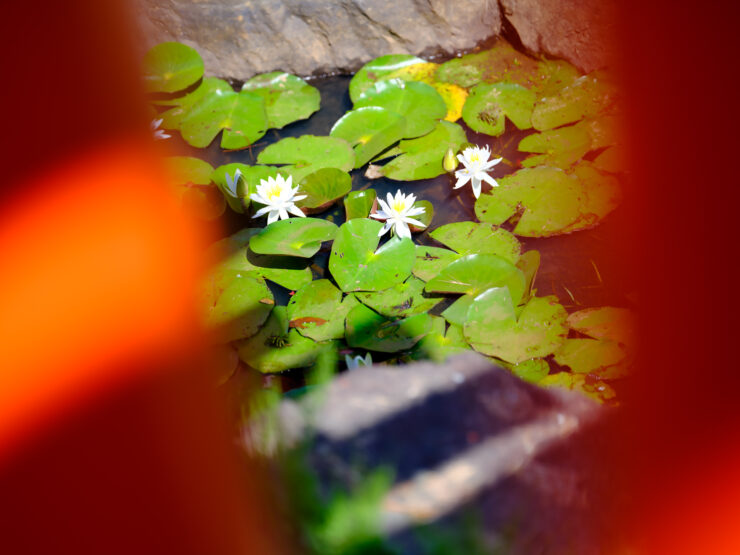Tranquil Japanese Shrine Lily Pond Reflection