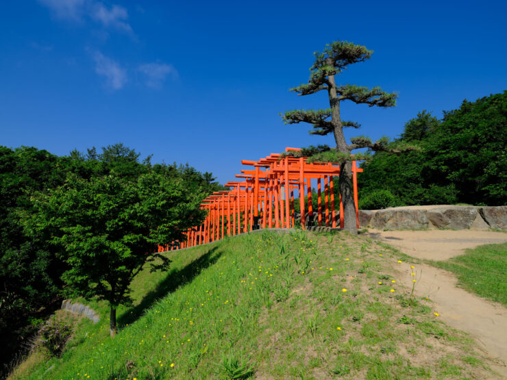 Tranquil Takayama Inari Shrine: Serene Beauty Amidst Nature - Orange Torii Gates and Pine Tree.