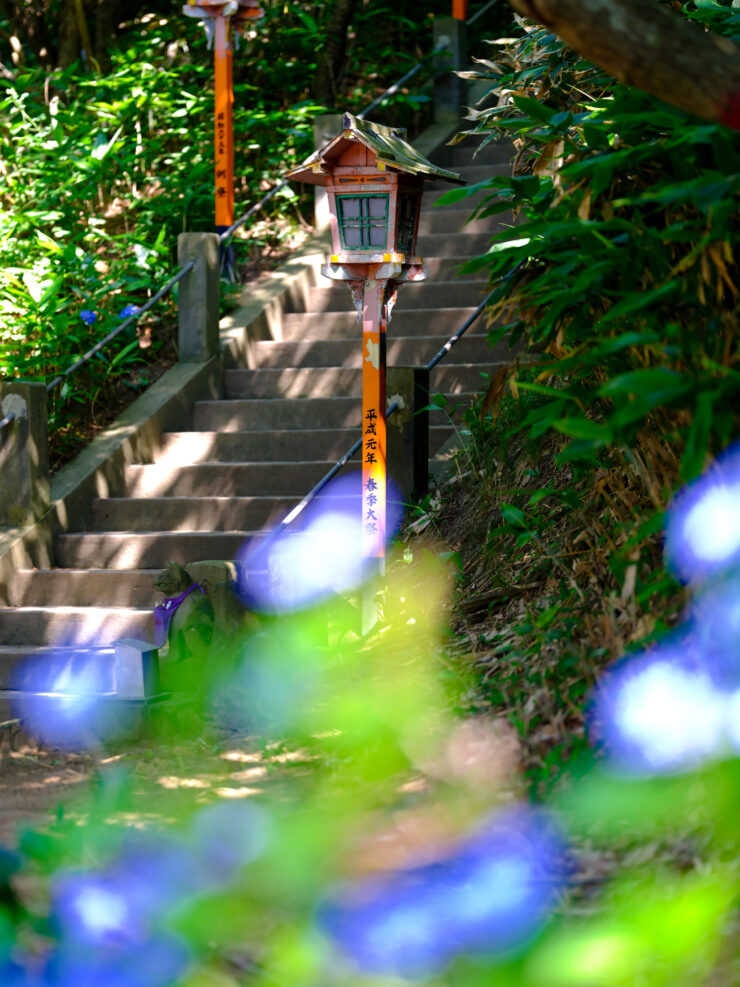 Tranquil Shinto shrine in verdant forest landscape