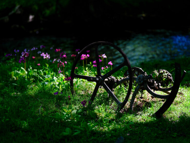 Forgotten bicycle overtaken by blooming garden.