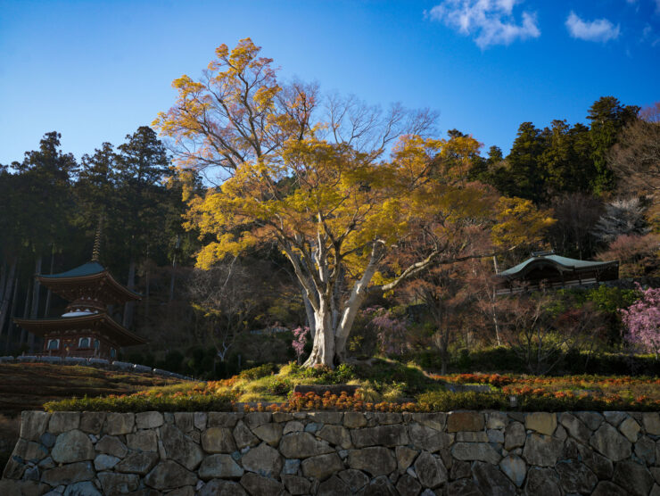 Vibrant autumn foliage in tranquil Japanese garden.