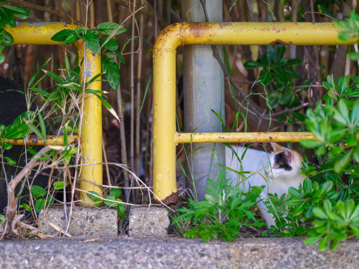 Cat cozily nestled in vibrant foliage, yellow trellis.