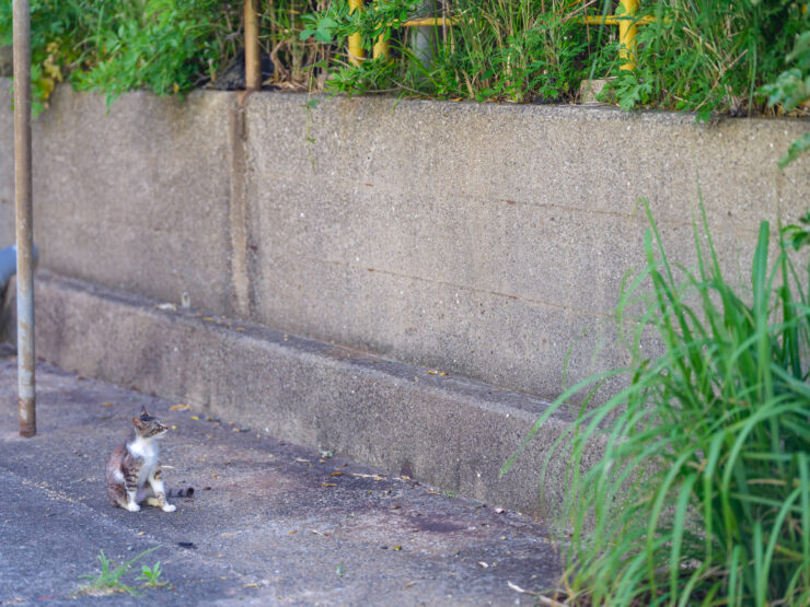Stray cat explores overgrown urban landscape.