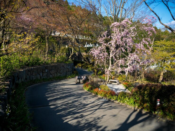 Serene cherry blossom garden pathway, tranquil natural retreat.
