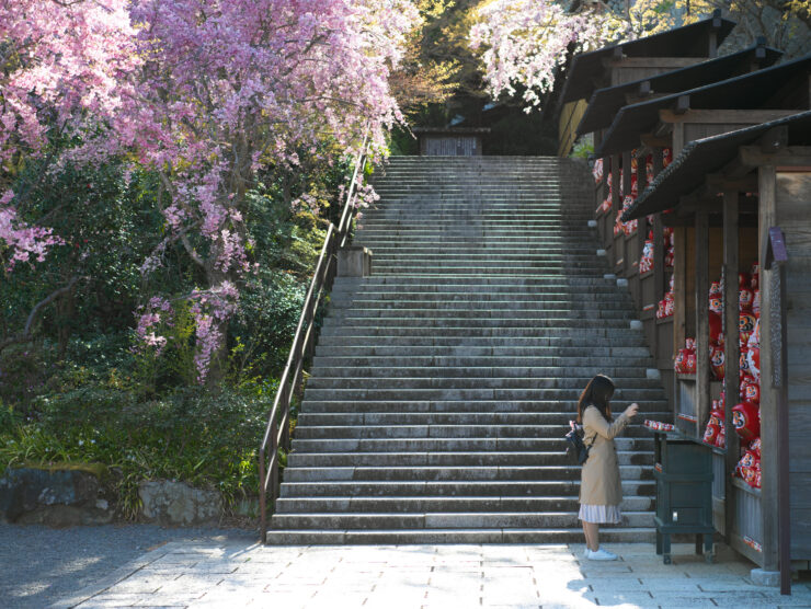 Serene cherry blossom-framed staircase at Japanese temple.