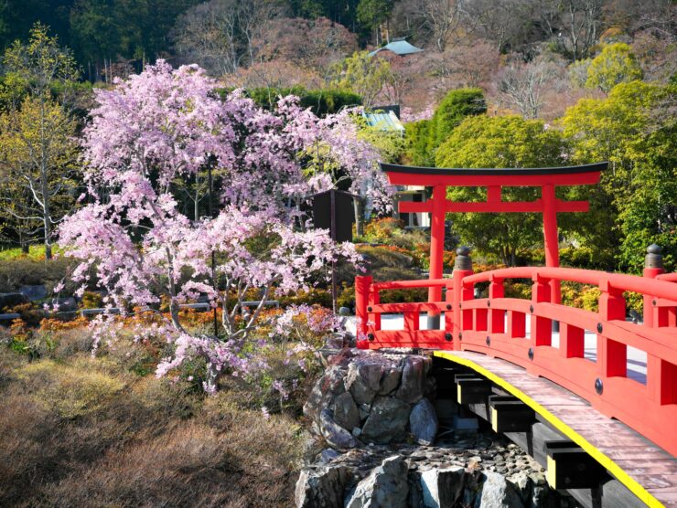 Tranquil Japanese garden oasis, cherry blossoms, red bridge