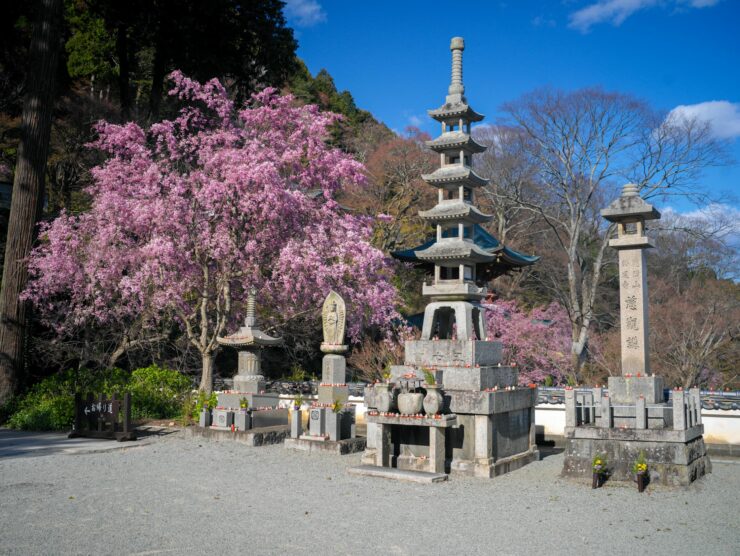 Tranquil Japanese pagoda garden blooming cherry blossoms.