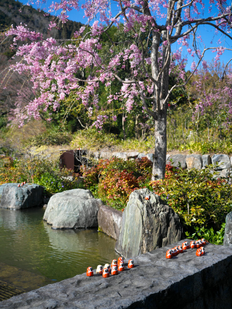 Tranquil Japanese Zen garden oasis, cherry blossoms.