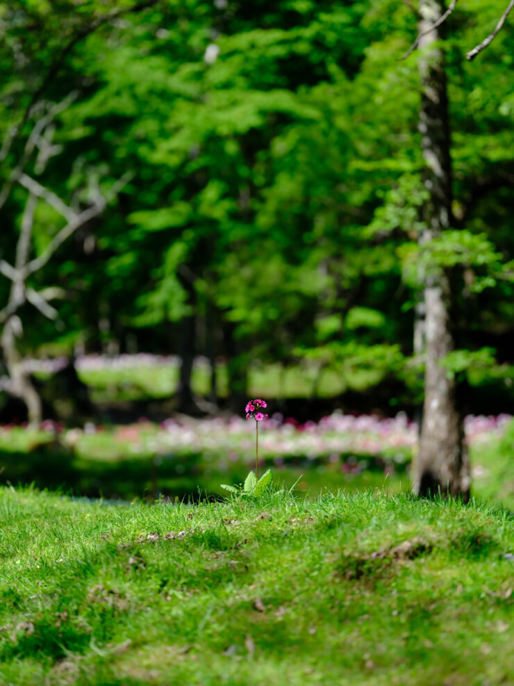 Vibrant mossy forest trail, pink flower blooms