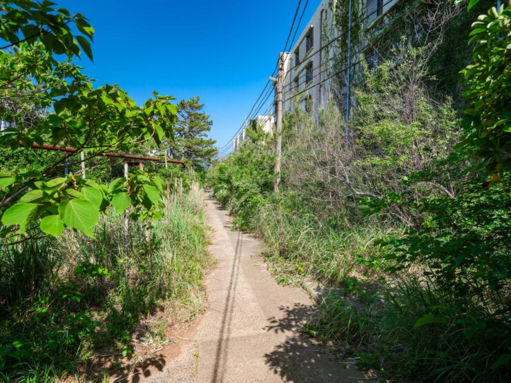 Abandoned urban path reclaimed by nature